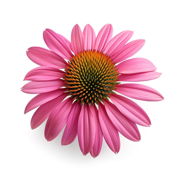 Photo beautiful echinacea isolated on white background