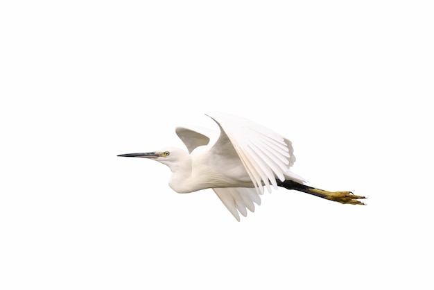 Beautiful of Egret flying isolated on white background