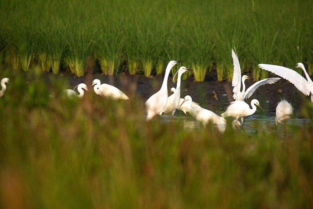 beautiful egrets are playing in the rice fields