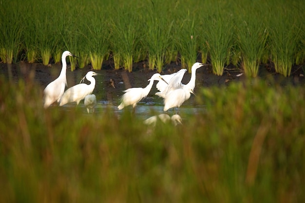 beautiful egrets are playing in the rice fields