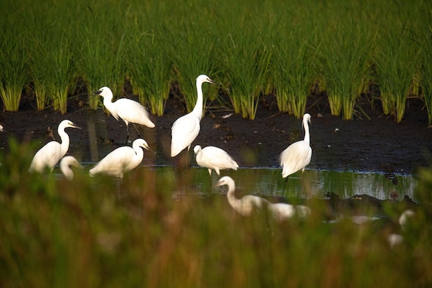 beautiful egrets are playing in the rice fields