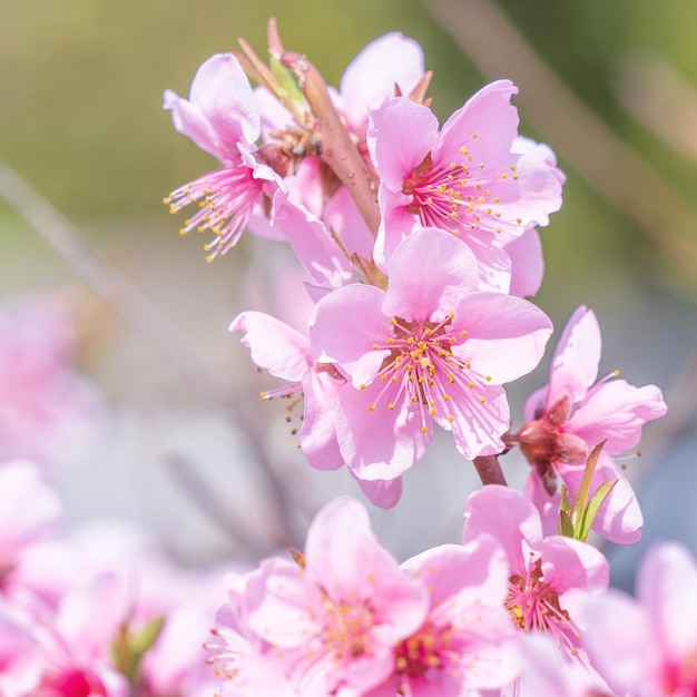 Beautiful and elegant pale light pink peach blossom flower on the tree branch at a public park garden in Spring Japan Blurred background