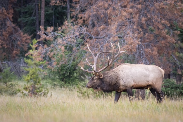 Beautiful elk in the flower field