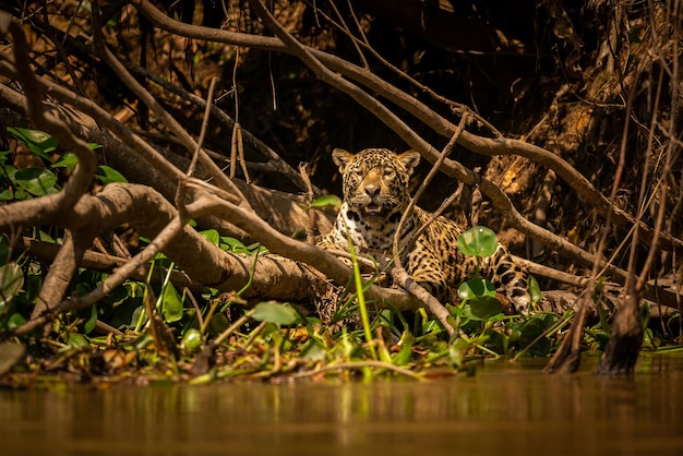 Beautiful and endangered american jaguar in the nature habitat Panthera onca wild brasil brasilian wildlife pantanal green jungle big cats