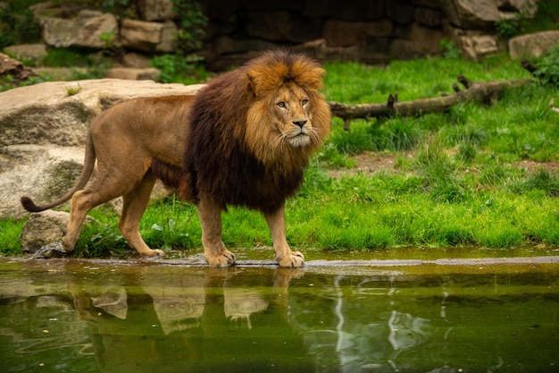 Beautiful endangered lion in captivity African wildlife behind the bars Panthera leo Great animal in the nature looking habitat