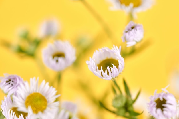 Beautiful Erigeron annuus flowers with white flower heads and yellow center yellow background