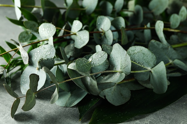 Beautiful eucalyptus branches with water drops