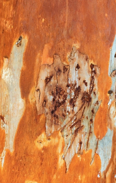 Beautiful eucalyptus tree bark background