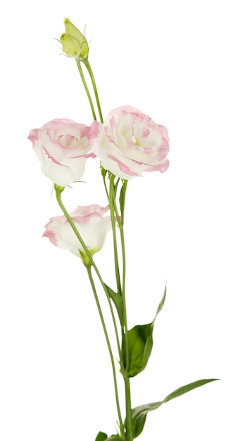 Beautiful eustoma flowers, isolated on white