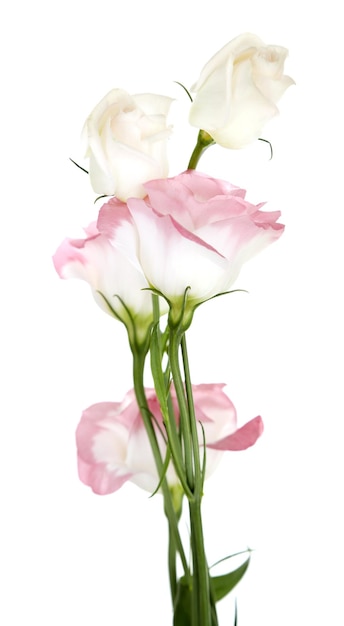 Beautiful eustoma flowers, isolated on white