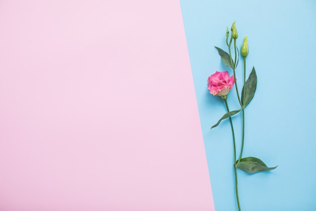 Beautiful eustoma on multicolored paper backgrounds with copy space. Spring, summer, flowers, color concept, women's day.