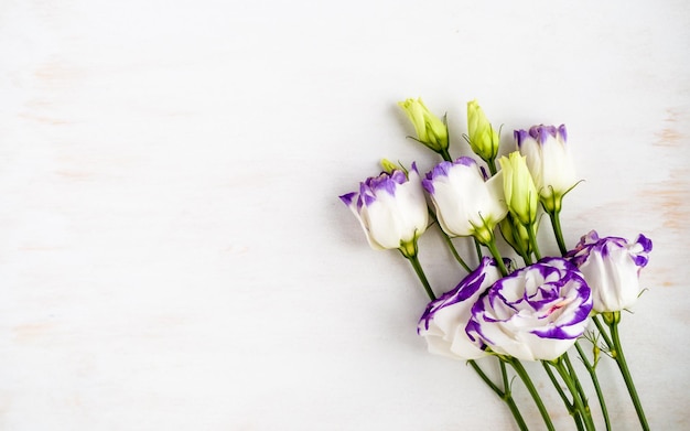 Beautiful eustoma white petals with violet borders on white wooden background with copy space lisian