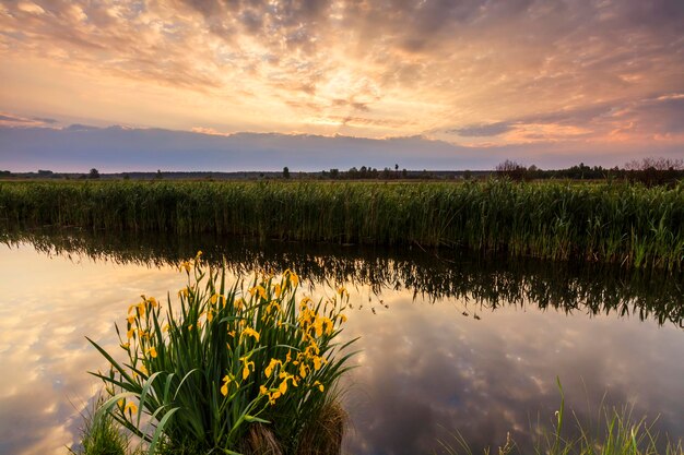 Beautiful evening landscape with the river and flowers