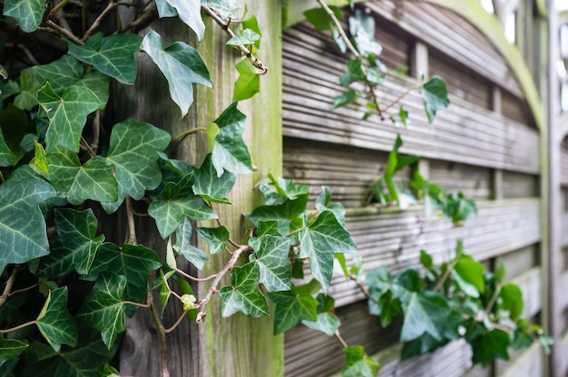 Beautiful evergreen shrub of common ivy (Hedera helix) curls over a fence.