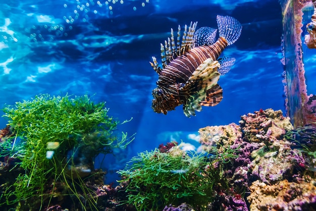 Beautiful exotic fish red lionfish Pterois volitans swimming in blue water