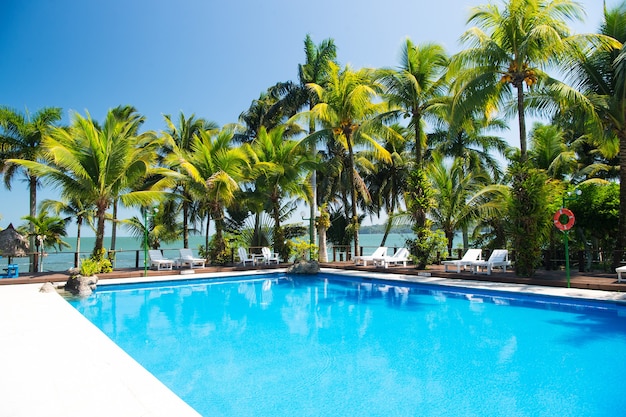 Beautiful exotic palm trees green color near water pool with beach chairs sunny summer outdoor on blue sky background