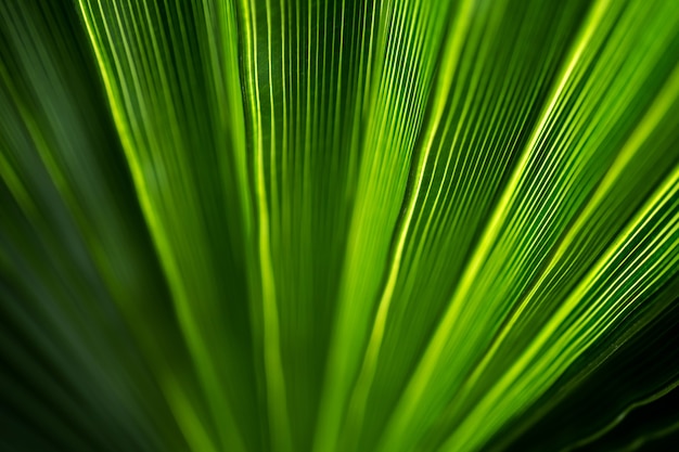 Beautiful exotic pattern of green tropical palm leaves