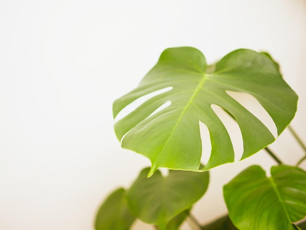 Beautiful f and modern background with tropical leaves on a white background