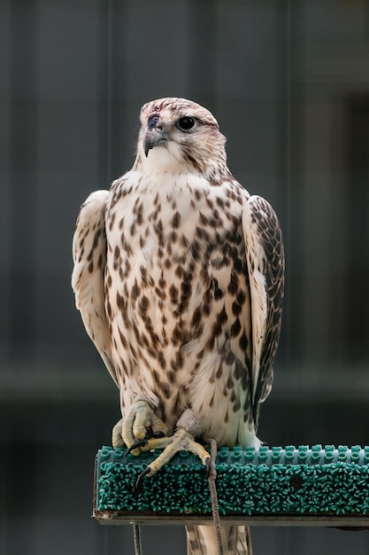 Beautiful falcon close up