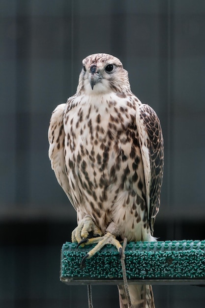 Beautiful falcon