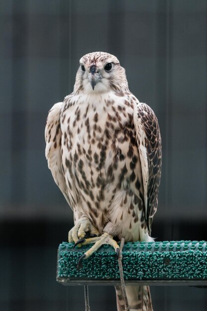 Beautiful falcon