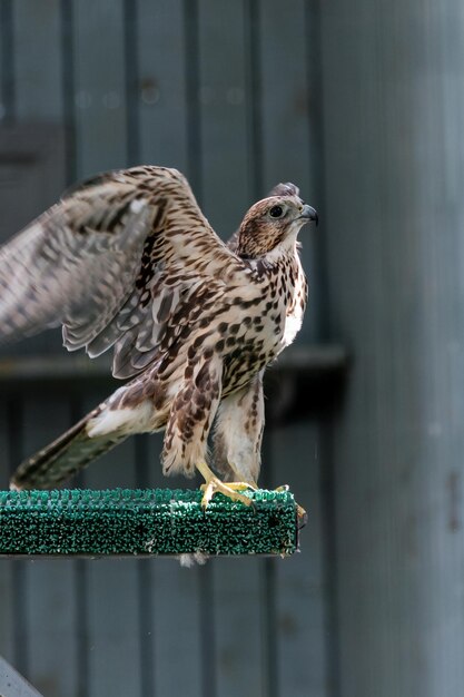 Beautiful falcon