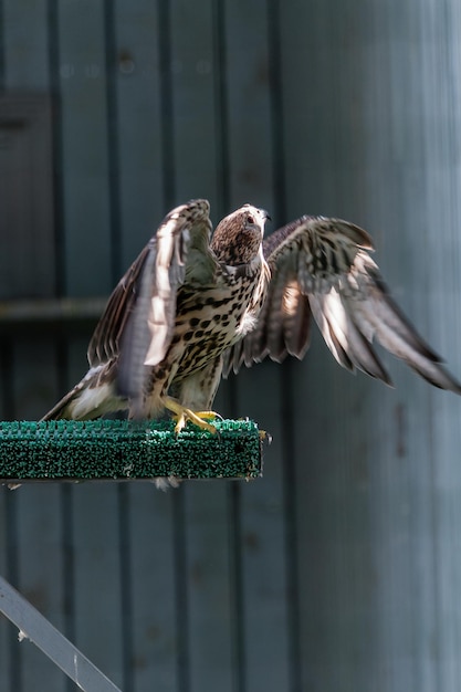 Beautiful falcon