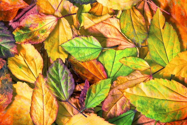 Beautiful fallen autumn leaves  background