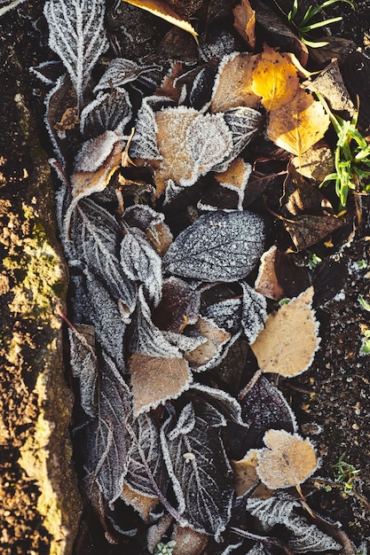 Beautiful fallen leaves covered with frost