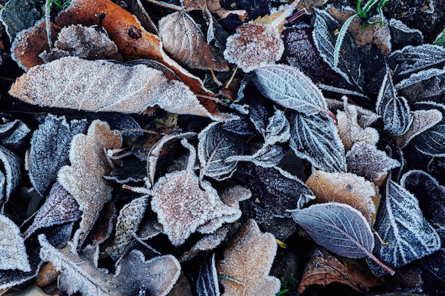 Beautiful fallen leaves covered with frost