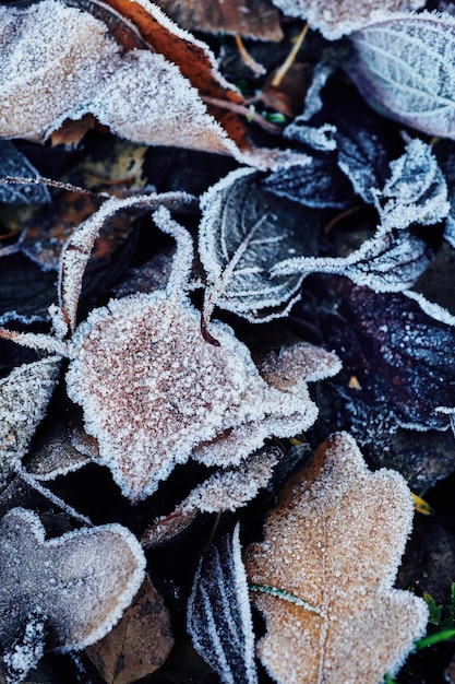 Beautiful fallen leaves covered with frost