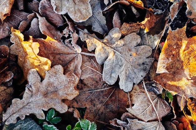 Beautiful fallen leaves covered with frost