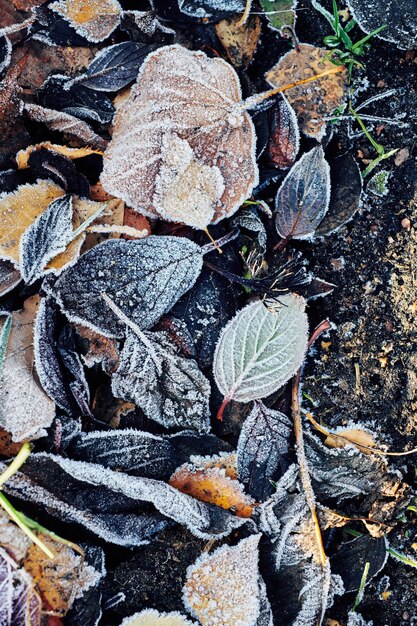 Beautiful fallen leaves covered with frost