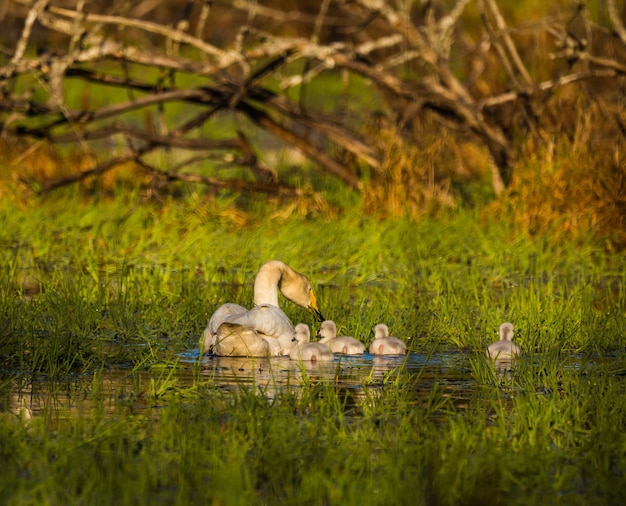 Photo a beautiful family of wild whooper swans in wetlands adult birds with cygnets swimming in water