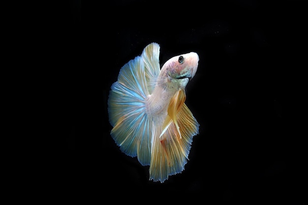 Beautiful fancy yellow halfmoon betta fighting fish on black blackground