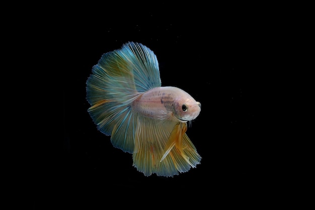 Beautiful fancy yellow halfmoon betta fighting fish on black blackground