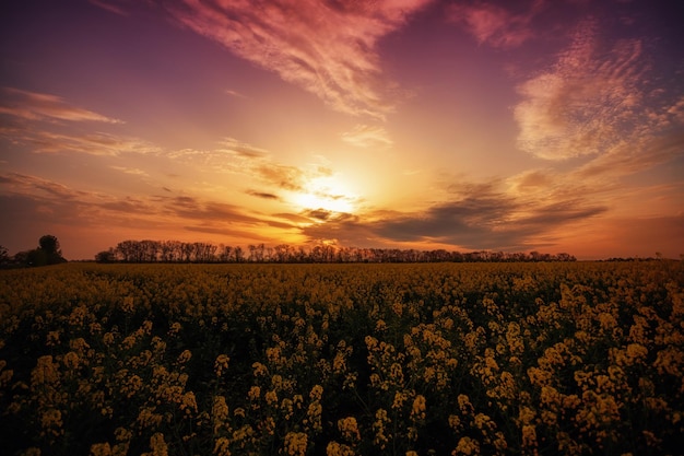 Beautiful fantastic sunset over a yellow flowering field