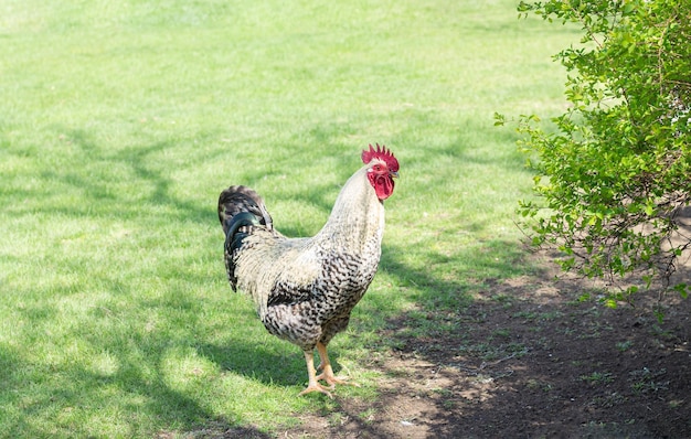 Beautiful farm cock rooster on green grass