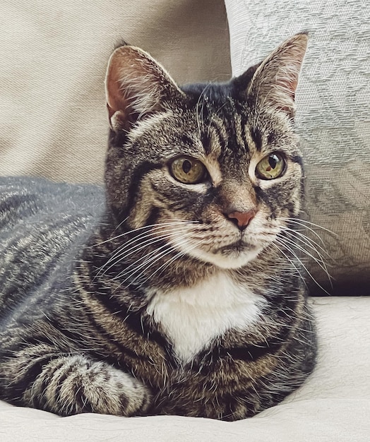 Beautiful female adult tabby cat on sofa at home lovely adorable pet portrait