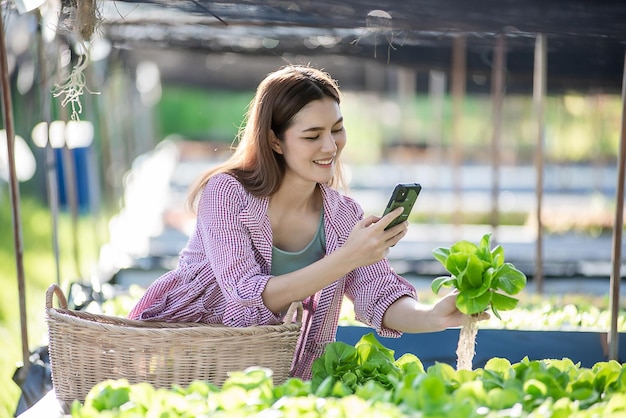 Beautiful female farmer checking quality and quantity of organic hydroponic vegetable