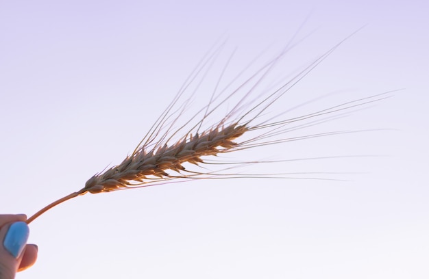 Beautiful female hand holds perfect spikelet of wheat on the soft pink sky 