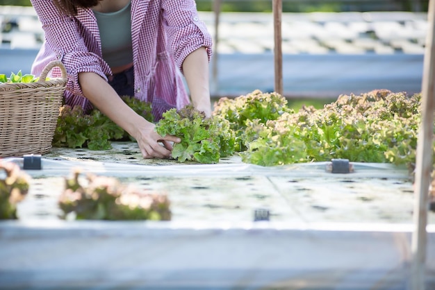 Beautiful female holds fresh vegetables produce from the rooftop greenhouse garden and planning organic farm