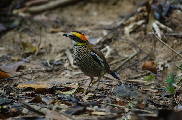 Beautiful female of Malayan Banded Pitta ( Hydrornis irena)