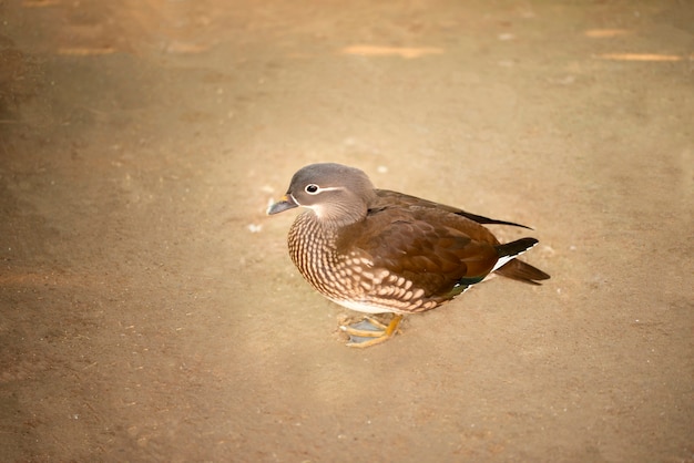 Beautiful Female Mandarin Duck doing Pose in the garden.