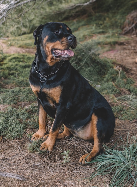 Photo beautiful female rottweiler on a sunny day