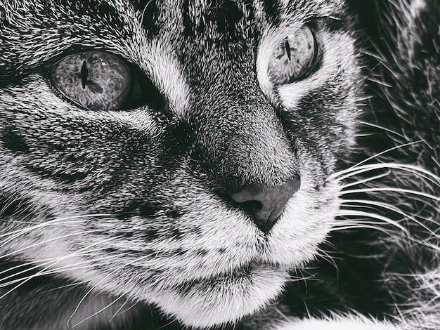 Beautiful female tabby cat at home adorable domestic pet black and white portrait