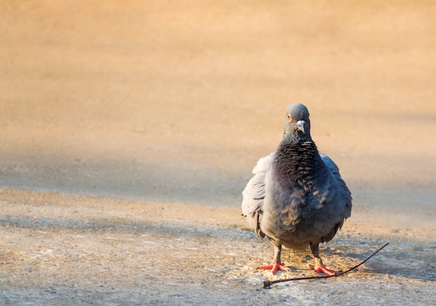 Beautiful feral pigeon bird standing on grond