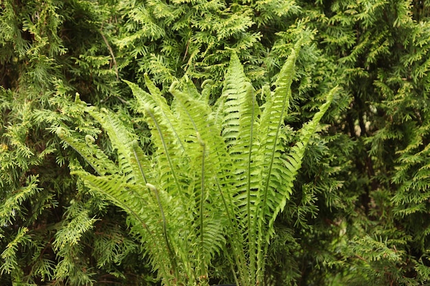 Beautiful fern leaf texture in nature natural background close up plants in forest flora