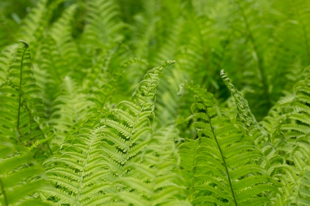 Beautiful fern leaf texture in nature Natural ferns blurred background Fern leaves Close up background nature concept