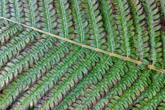 Beautiful fern leaves, background.